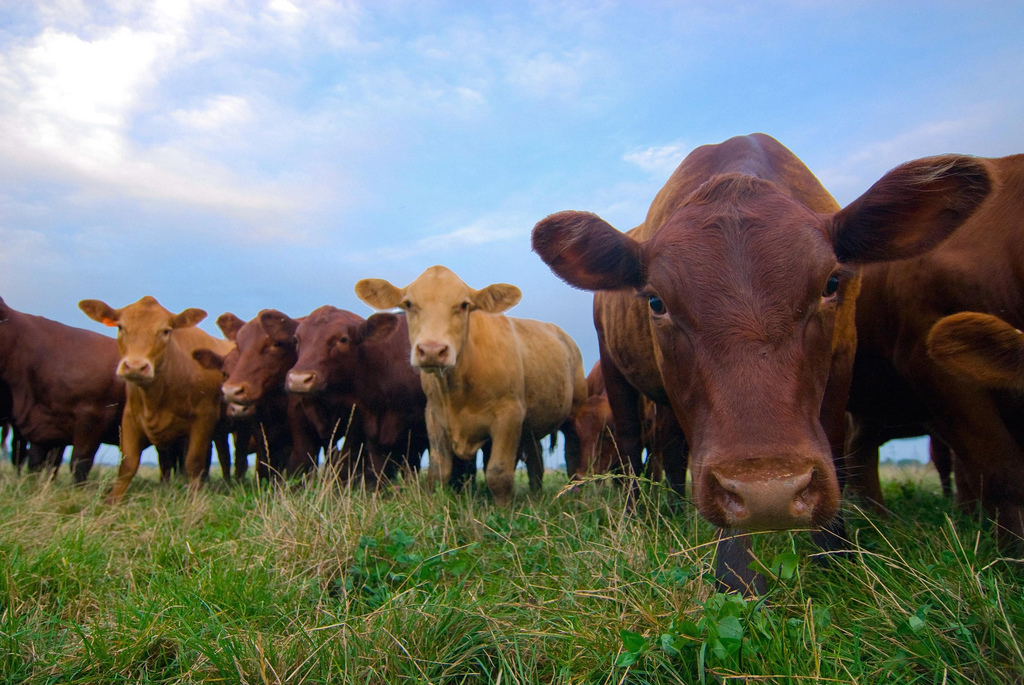 Grass-fed cows